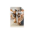 Picture of Giraffe Pals  _GroupedProduct_Rectangle_Portrait_Photography _GroupedProduct_Rectangle_Portrait_Unframed_Print_Only_