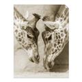 Picture of Giraffe Pals  _GroupedProduct_Rectangle_Portrait_Photography _GroupedProduct_Rectangle_Portrait_Unframed_Print_Only_