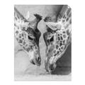 Picture of Giraffe Pals  _GroupedProduct_Rectangle_Portrait_Photography _GroupedProduct_Rectangle_Portrait_Unframed_Print_Only_