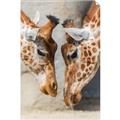 Picture of Giraffe Pals  _GroupedProduct_Rectangle_Portrait_Photography _GroupedProduct_Rectangle_Portrait_Unframed_Print_Only_