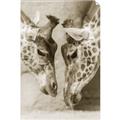 Picture of Giraffe Pals  _GroupedProduct_Rectangle_Portrait_Photography _GroupedProduct_Rectangle_Portrait_Unframed_Print_Only_