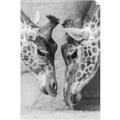 Picture of Giraffe Pals  _GroupedProduct_Rectangle_Portrait_Photography _GroupedProduct_Rectangle_Portrait_Unframed_Print_Only_
