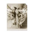 Picture of Giraffe Pals  _GroupedProduct_Rectangle_Portrait_Photography _GroupedProduct_Rectangle_Portrait_Unframed_Print_Only_