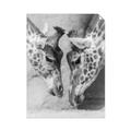 Picture of Giraffe Pals  _GroupedProduct_Rectangle_Portrait_Photography _GroupedProduct_Rectangle_Portrait_Unframed_Print_Only_