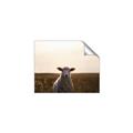 Picture of Grazing Sheep  _GroupedProduct_Rectangle_Landscape_Photography _GroupedProduct_Rectangle_Landscape_Unframed_Print_Only_