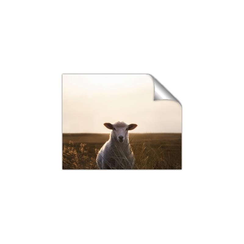 Picture of Grazing Sheep  _GroupedProduct_Rectangle_Landscape_Photography _GroupedProduct_Rectangle_Landscape_Unframed_Print_Only_