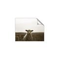 Picture of Grazing Sheep  _GroupedProduct_Rectangle_Landscape_Photography _GroupedProduct_Rectangle_Landscape_Unframed_Print_Only_