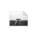 Picture of Grazing Sheep  _GroupedProduct_Rectangle_Landscape_Photography _GroupedProduct_Rectangle_Landscape_Unframed_Print_Only_
