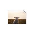 Picture of Grazing Sheep  _GroupedProduct_Rectangle_Landscape_Photography _GroupedProduct_Rectangle_Landscape_Unframed_Print_Only_