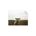 Picture of Grazing Sheep  _GroupedProduct_Rectangle_Landscape_Photography _GroupedProduct_Rectangle_Landscape_Unframed_Print_Only_