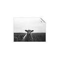 Picture of Grazing Sheep  _GroupedProduct_Rectangle_Landscape_Photography _GroupedProduct_Rectangle_Landscape_Unframed_Print_Only_