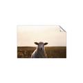 Picture of Grazing Sheep  _GroupedProduct_Rectangle_Landscape_Photography _GroupedProduct_Rectangle_Landscape_Unframed_Print_Only_