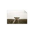 Picture of Grazing Sheep  _GroupedProduct_Rectangle_Landscape_Photography _GroupedProduct_Rectangle_Landscape_Unframed_Print_Only_