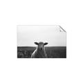 Picture of Grazing Sheep  _GroupedProduct_Rectangle_Landscape_Photography _GroupedProduct_Rectangle_Landscape_Unframed_Print_Only_