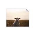 Picture of Grazing Sheep  _GroupedProduct_Rectangle_Landscape_Photography _GroupedProduct_Rectangle_Landscape_Unframed_Print_Only_