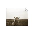 Picture of Grazing Sheep  _GroupedProduct_Rectangle_Landscape_Photography _GroupedProduct_Rectangle_Landscape_Unframed_Print_Only_