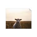 Picture of Grazing Sheep  _GroupedProduct_Rectangle_Landscape_Photography _GroupedProduct_Rectangle_Landscape_Unframed_Print_Only_