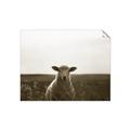 Picture of Grazing Sheep  _GroupedProduct_Rectangle_Landscape_Photography _GroupedProduct_Rectangle_Landscape_Unframed_Print_Only_
