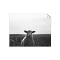 Picture of Grazing Sheep  _GroupedProduct_Rectangle_Landscape_Photography _GroupedProduct_Rectangle_Landscape_Unframed_Print_Only_