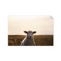 Picture of Grazing Sheep  _GroupedProduct_Rectangle_Landscape_Photography _GroupedProduct_Rectangle_Landscape_Unframed_Print_Only_