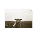 Picture of Grazing Sheep  _GroupedProduct_Rectangle_Landscape_Photography _GroupedProduct_Rectangle_Landscape_Unframed_Print_Only_