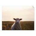 Picture of Grazing Sheep  _GroupedProduct_Rectangle_Landscape_Photography _GroupedProduct_Rectangle_Landscape_Unframed_Print_Only_