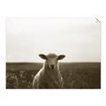 Picture of Grazing Sheep  _GroupedProduct_Rectangle_Landscape_Photography _GroupedProduct_Rectangle_Landscape_Unframed_Print_Only_