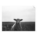 Picture of Grazing Sheep  _GroupedProduct_Rectangle_Landscape_Photography _GroupedProduct_Rectangle_Landscape_Unframed_Print_Only_