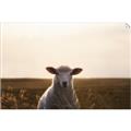 Picture of Grazing Sheep  _GroupedProduct_Rectangle_Landscape_Photography _GroupedProduct_Rectangle_Landscape_Unframed_Print_Only_