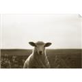 Picture of Grazing Sheep  _GroupedProduct_Rectangle_Landscape_Photography _GroupedProduct_Rectangle_Landscape_Unframed_Print_Only_
