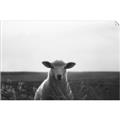 Picture of Grazing Sheep  _GroupedProduct_Rectangle_Landscape_Photography _GroupedProduct_Rectangle_Landscape_Unframed_Print_Only_
