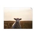 Picture of Grazing Sheep  _GroupedProduct_Rectangle_Landscape_Photography _GroupedProduct_Rectangle_Landscape_Unframed_Print_Only_