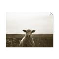 Picture of Grazing Sheep  _GroupedProduct_Rectangle_Landscape_Photography _GroupedProduct_Rectangle_Landscape_Unframed_Print_Only_