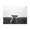 Picture of Grazing Sheep  _GroupedProduct_Rectangle_Landscape_Photography _GroupedProduct_Rectangle_Landscape_Unframed_Print_Only_