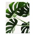 Picture of Green Palms _GroupedProduct_Rectangle_Portrait_Photography _GroupedProduct_Rectangle_Portrait_Unframed_Print_Only_
