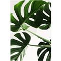 Picture of Green Palms _GroupedProduct_Rectangle_Portrait_Photography _GroupedProduct_Rectangle_Portrait_Unframed_Print_Only_