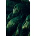 Picture of Greenleaf I _GroupedProduct_Rectangle_Portrait_Photography _GroupedProduct_Rectangle_Portrait_Unframed_Print_Only_