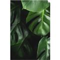 Picture of Greenleaf II _GroupedProduct_Rectangle_Portrait_Photography _GroupedProduct_Rectangle_Portrait_Unframed_Print_Only_