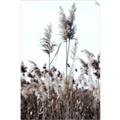 Picture of In the Fields _GroupedProduct_Rectangle_Portrait_Photography _GroupedProduct_Rectangle_Portrait_Unframed_Print_Only_