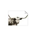 Picture of Jackson, The Bull  _GroupedProduct_Rectangle_Landscape_Photography _GroupedProduct_Rectangle_Landscape_Unframed_Print_Only_