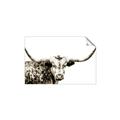 Picture of Jackson, The Bull  _GroupedProduct_Rectangle_Landscape_Photography _GroupedProduct_Rectangle_Landscape_Unframed_Print_Only_
