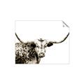 Picture of Jackson, The Bull  _GroupedProduct_Rectangle_Landscape_Photography _GroupedProduct_Rectangle_Landscape_Unframed_Print_Only_