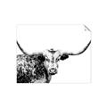 Picture of Jackson, The Bull  _GroupedProduct_Rectangle_Landscape_Photography _GroupedProduct_Rectangle_Landscape_Unframed_Print_Only_