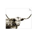 Picture of Jackson, The Bull  _GroupedProduct_Rectangle_Landscape_Photography _GroupedProduct_Rectangle_Landscape_Unframed_Print_Only_