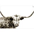 Picture of Jackson, The Bull  _GroupedProduct_Rectangle_Landscape_Photography _GroupedProduct_Rectangle_Landscape_Unframed_Print_Only_