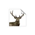 Picture of James, the Stag  _GroupedProduct_Square_Photography _GroupedProduct_Square_Unframed_Print_Only_