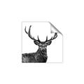 Picture of James, the Stag  _GroupedProduct_Square_Photography _GroupedProduct_Square_Unframed_Print_Only_