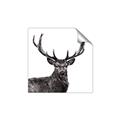 Picture of James, the Stag  _GroupedProduct_Square_Photography _GroupedProduct_Square_Unframed_Print_Only_