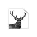 Picture of James, the Stag  _GroupedProduct_Square_Photography _GroupedProduct_Square_Unframed_Print_Only_