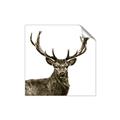 Picture of James, the Stag  _GroupedProduct_Square_Photography _GroupedProduct_Square_Unframed_Print_Only_